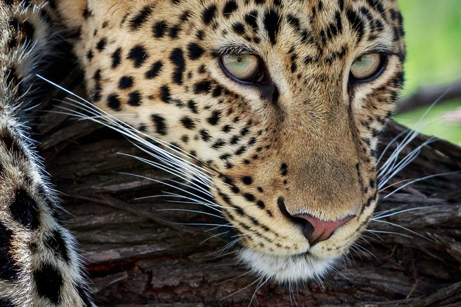 3 Days Luxury Lodge Safari in Tanzania - Ngorongoro Crater is the trip’s main wildlife day