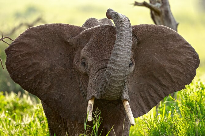 3 Days Luxury Lodge Safari in Tanzania - Is $1,561 per person good value?