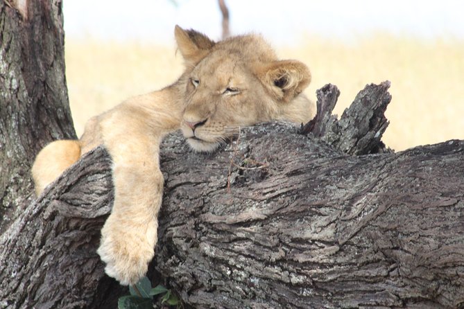 3 Days Luxury Safari - Day 1: Materuni village beneath Mount Kilimanjaro