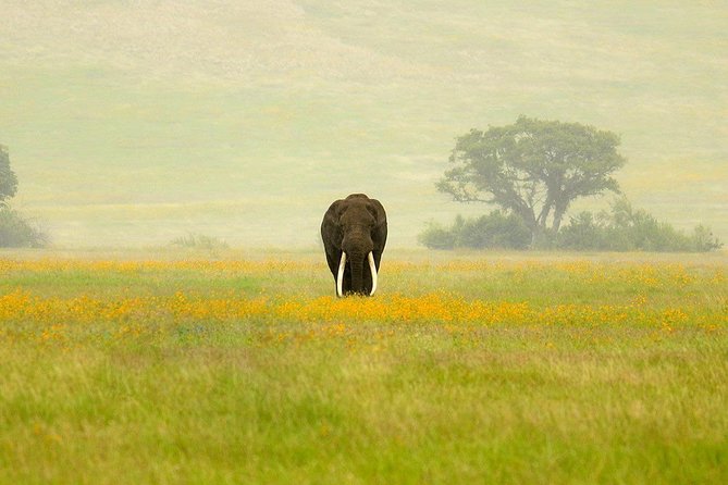 3 Days Northern Tanzania Adventure Camping Safari - Camping after Tarangire