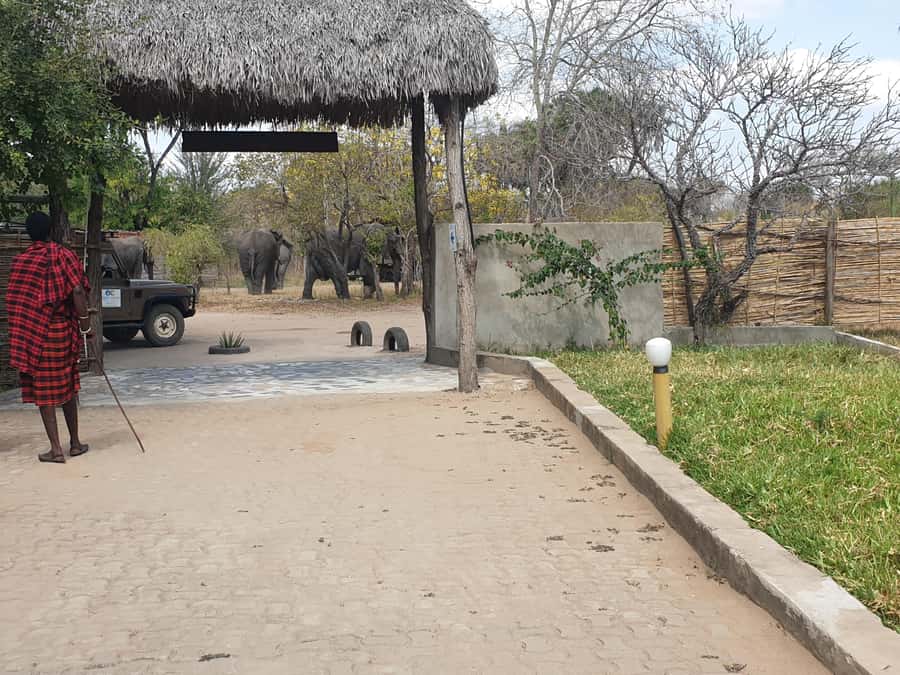 3 DAYS NYERERE NATIONAL PARK FROM ZANZIBAR BY FLIGHT. - The lodge: comfort depends on availability