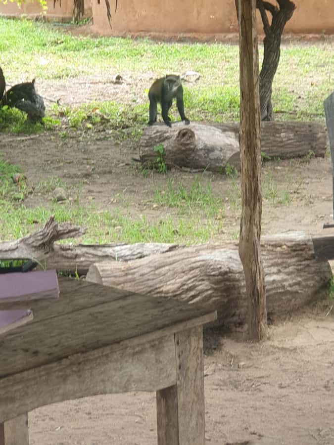 3 DAYS NYERERE NATIONAL PARK FROM ZANZIBAR BY FLIGHT. - The early flight from Zanzibar to Nyerere