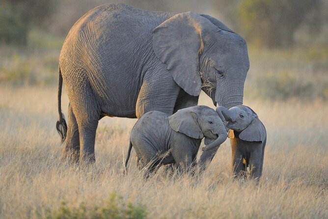 3 Days Nyerere NP [Selous GR] Game, Walking and Boat - Key things to know before booking