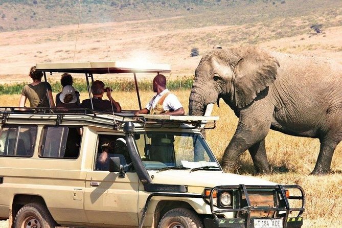 3 Days of Camping Bliss in Serengeti and Ngorongoro Crater - Day three: Ngorongoro Crater’s concentrated wildlife