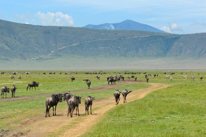 3 Days of Camping Bliss in Serengeti and Ngorongoro Crater - The Big Five, migration timing, and realistic expectations