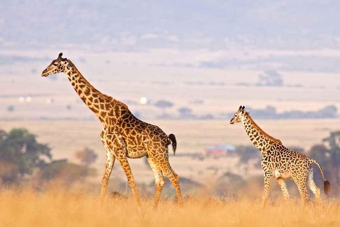 3 Days of Camping Bliss in Serengeti and Ngorongoro Crater - Day one: the long road from Arusha to Serengeti