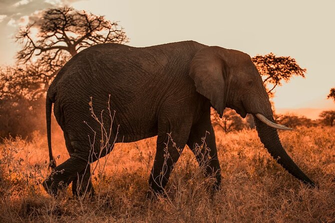 3 Days Private Classic Mid Range Serengeti Safari - Day one: the long road to the Serengeti