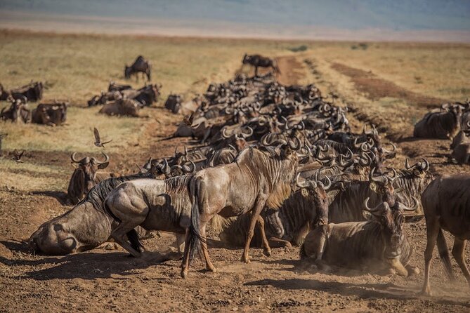 3 Days Private Classic Mid Range Serengeti Safari - Guide quality matters more than a checklist