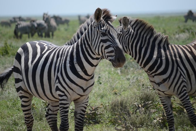3 Days private safari Tarangire ,Ngorongroro crater &Manyara - Why these three parks work well together