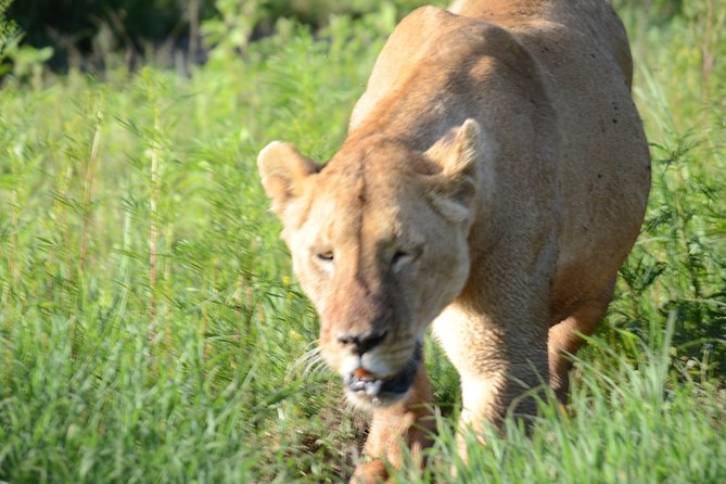 3 Days private safari Tarangire ,Ngorongroro crater &Manyara - Day three: flamingos, hippos, and Manyara’s famous lions