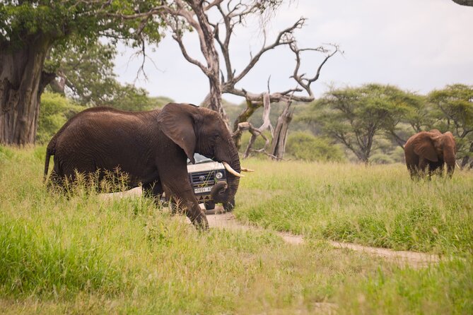 3 Days private safari Tarangire ,Ngorongroro crater &Manyara - Guides make a real difference here