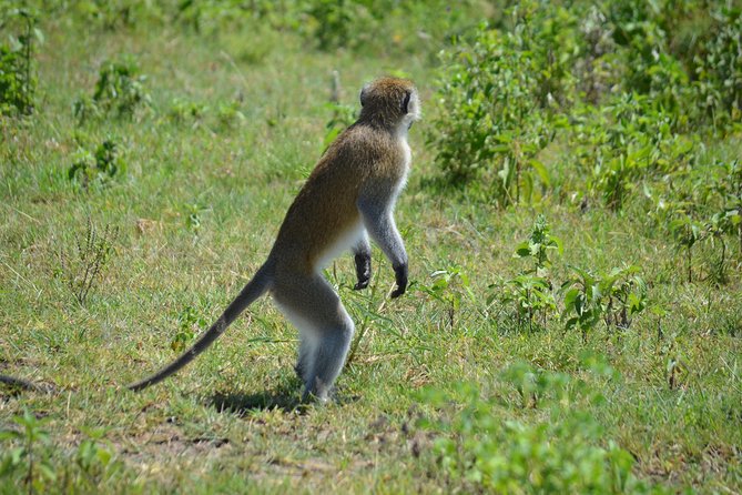 3 Days private safari Tarangire ,Ngorongroro crater &Manyara - Who should book this safari?