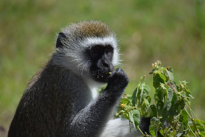 3 Days private safari Tarangire ,Ngorongroro crater &Manyara - Should you book it?