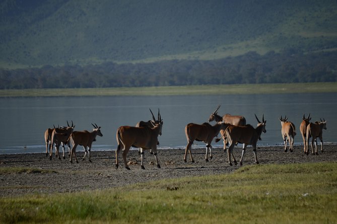 3 Days private safari Tarangire ,Ngorongroro crater &Manyara - Day one: Tarangire and the country’s elephant country