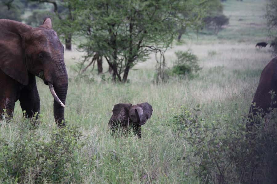 3-Days safari adventure to Mikumi N. Park from Dar-es-Salaam - Key points at a glance