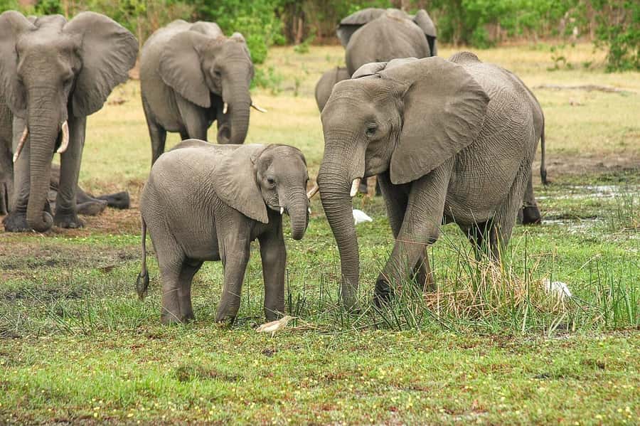 3-Days safari adventure to Mikumi N. Park from Dar-es-Salaam - Why Mikumi works from Dar es Salaam
