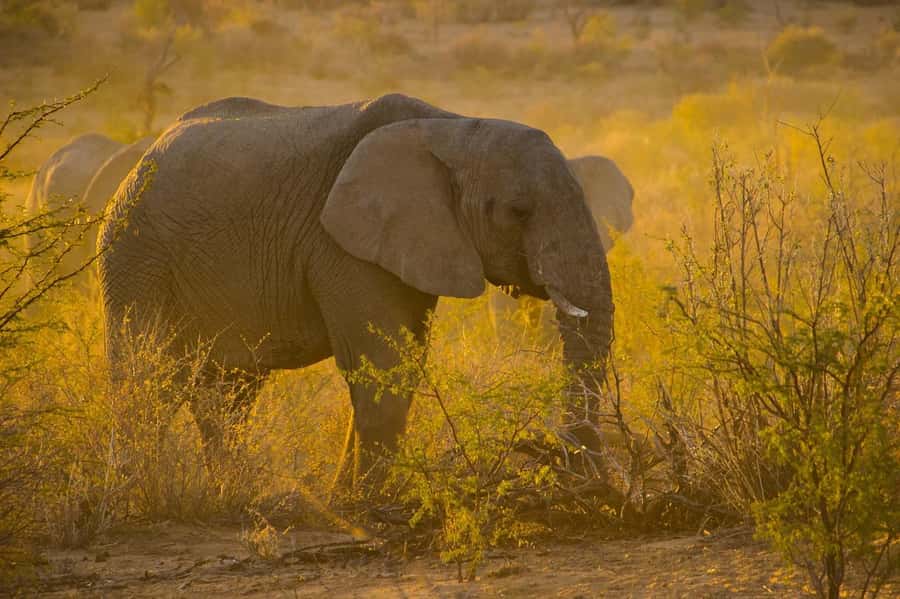 3-Days safari adventure to Mikumi N. Park from Dar-es-Salaam - Day two: a full day among elephants and giraffes
