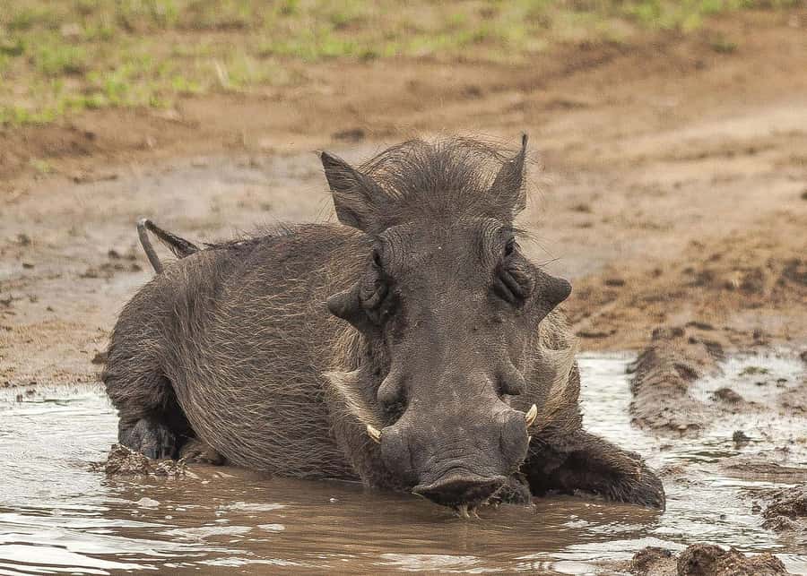 3-days safari from Dar-es-Salaam to Mikumi National Park - Five things to know before booking