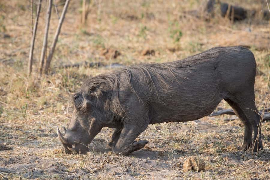 3-days safari from Dar-es-Salaam to Mikumi National Park - Why Mikumi makes sense from Dar es Salaam
