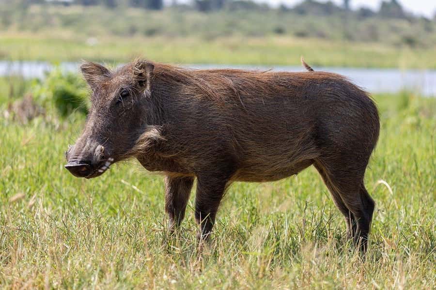 3-days safari from Dar-es-Salaam to Mikumi National Park - Day 2: A full day in Mikumi National Park