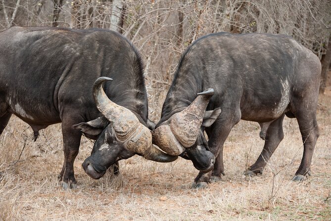 3 Days Safari Serengeti & Ngorongoro Crater - Serengeti game drives and the Seronera area
