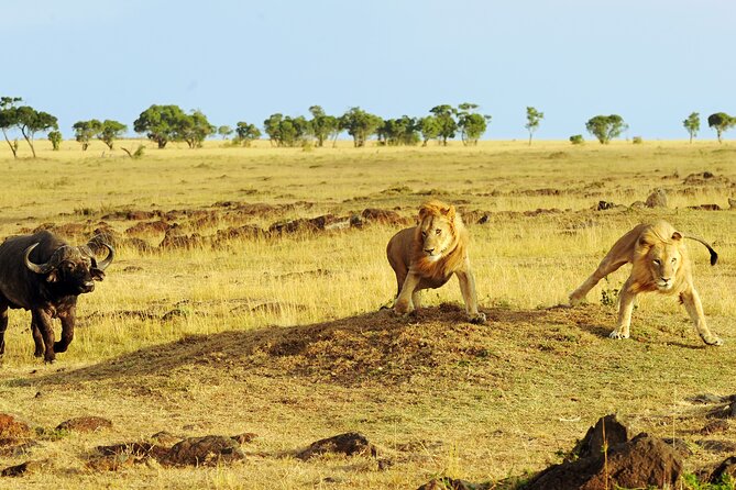 3 Days Safari Serengeti & Ngorongoro Crater - The guides and chef are a major part of the value