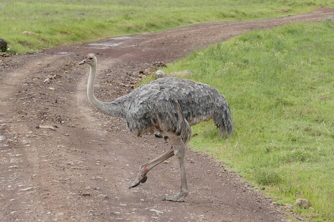3 Days Safari Serengeti & Ngorongoro Crater - Group size, pace, and who will enjoy this trip