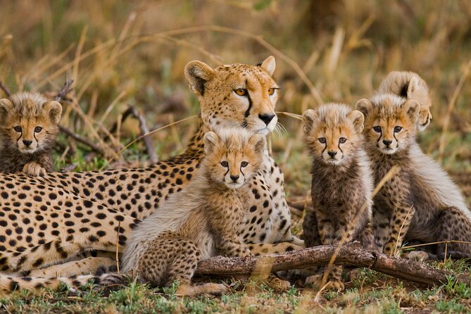 3 Days Safari Serengeti & Ngorongoro Crater - A cultural stop at a Masai village