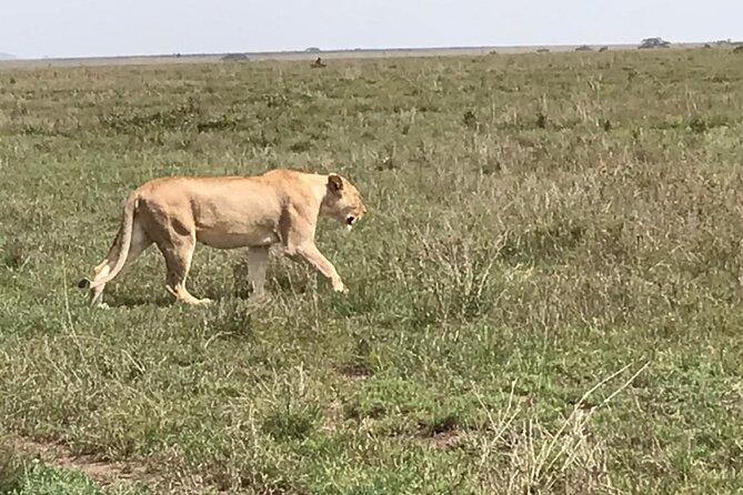 3 Days Safari Serengeti NP and Ngorongoro Crater - Day One: Arusha to the Wide Serengeti Plains