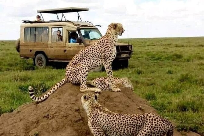 3 Days Safari Serengeti NP and Ngorongoro Crater - Day Three: Six Hours Inside Ngorongoro Crater