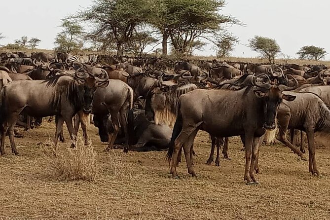 3 Days Safari Serengeti NP and Ngorongoro Crater - Who Should Choose This Safari