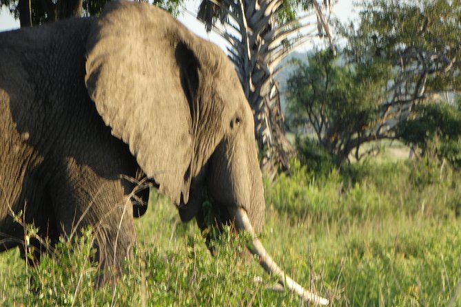 3 Days Safari to Mikumi NP - Accommodation Inside the Park - Day 2: A full ten-hour wildlife search