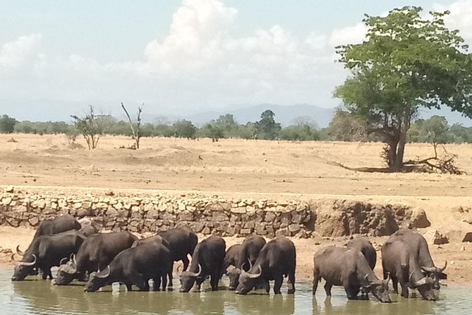 3 Days Safari to Mikumi NP - Accommodation Inside the Park - What the $825 price really covers