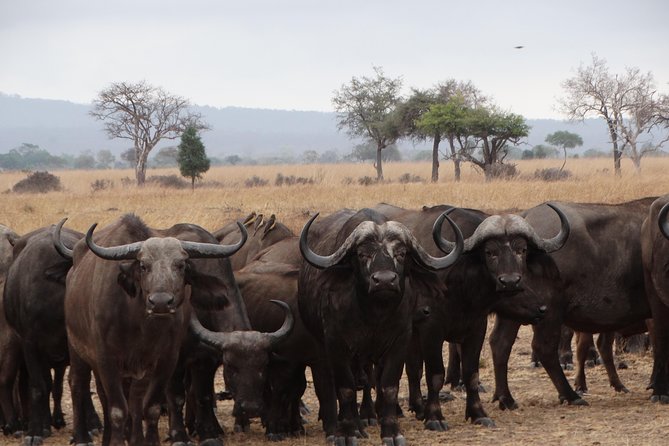 3 Days Safari to Mikumi NP - Accommodation Inside the Park - Private touring and the open-roof vehicle