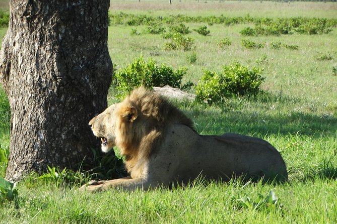 3 Days Safari to Mikumi NP - Accommodation Inside the Park - Day 1: The road from Dar es Salaam to Mikumi