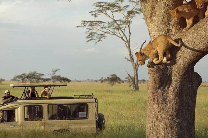 3 Days Safari to Serengeti National Park & Ngorongoro Crater in Tanzania - Day 1: The long road from Arusha to Serengeti