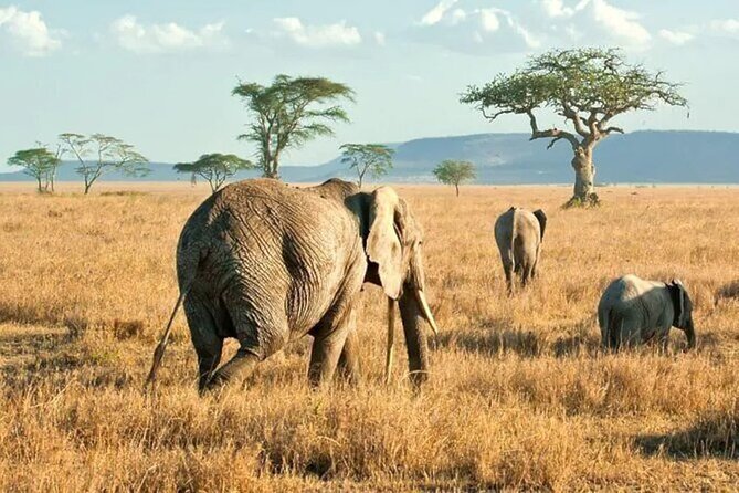 3 Days Safari to Serengeti National Park & Ngorongoro Crater in Tanzania - What the small group size means on safari