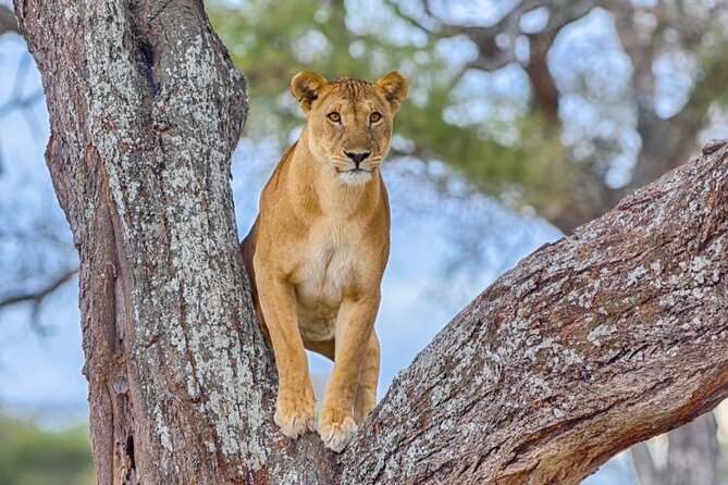 3 Days Safari to Serengeti National Park & Ngorongoro Crater in Tanzania - Day 2: Early game viewing, Olduvai Gorge, and the crater rim