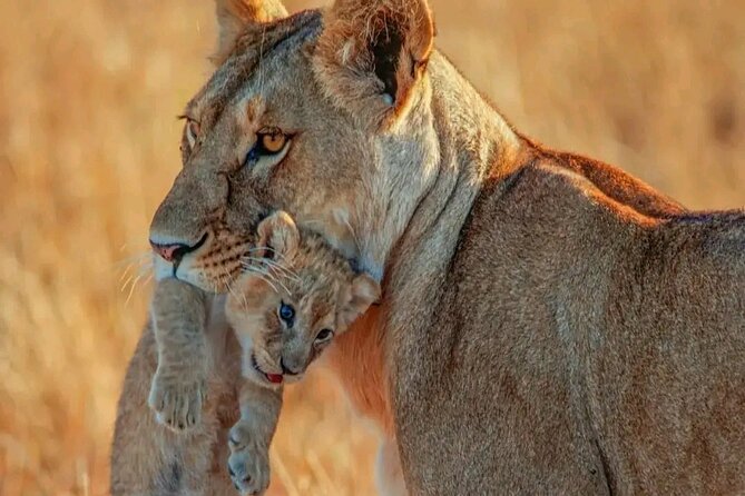 3 Days safari to Tarangire, Ngorongoro and Manyara national park - Key points at a glance