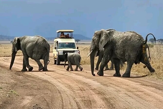 3 Days safari to Tarangire, Ngorongoro and Manyara national park - What the private vehicle changes