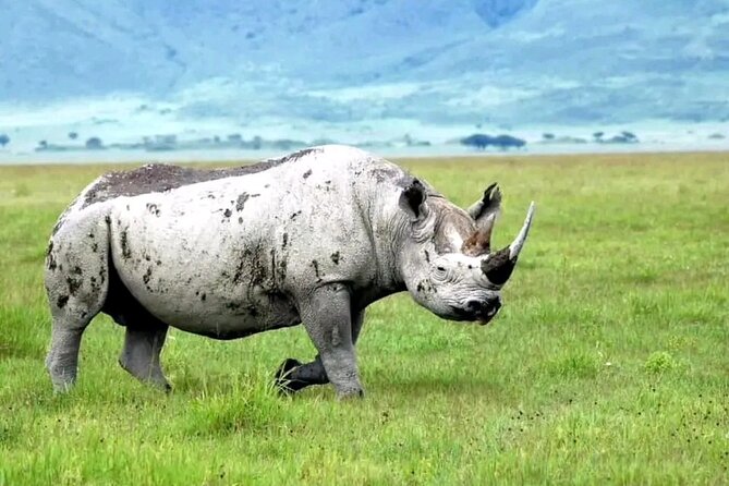 3 Days safari to Tarangire, Ngorongoro and Manyara national park - Who should book this safari?