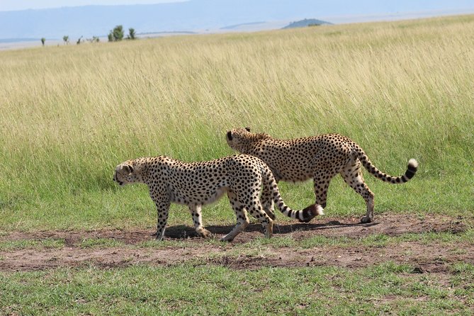 3 Days Safari Tour in Lake Manyara and Ngorngoro - Day three: descending more than 600 meters into Ngorongoro