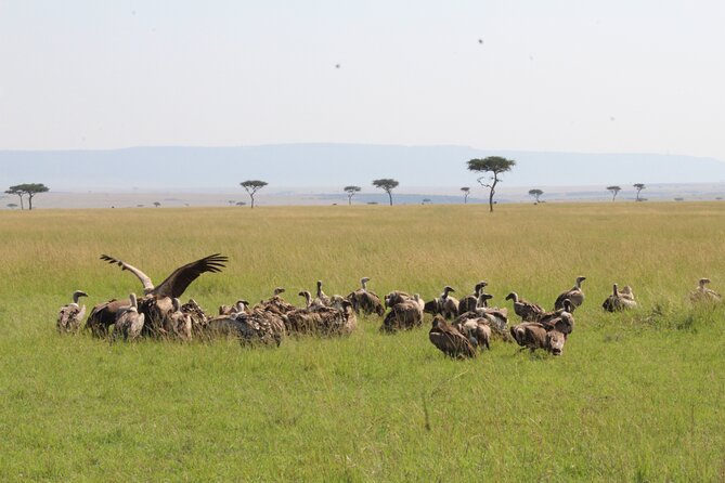 3 Days Safari Tour in Lake Manyara and Ngorngoro - Who should book this safari?