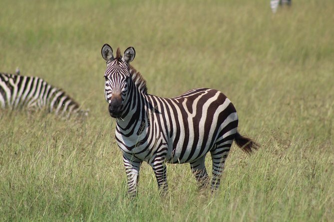 3 Days Safari Tour in Lake Manyara and Ngorngoro - Day two: a seven-hour walk around the crater rim