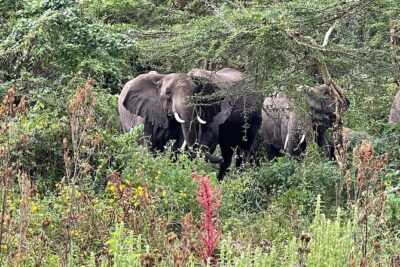 3 Days Selous (Nyerere National Park)