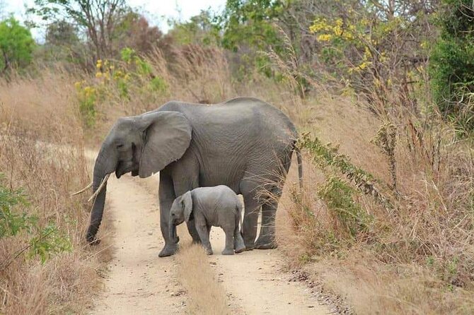 3 Days Selous (Nyerere National Park) - Day two: a full day searching for wildlife