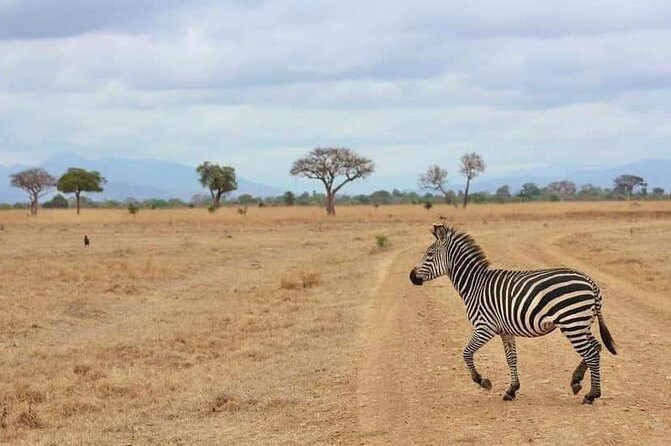 3 Days Selous (Nyerere National Park) - Day three: the walking safari question