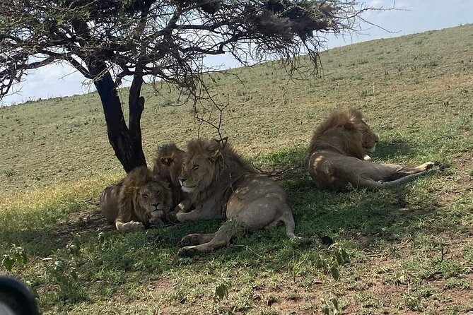 3 Days Selous (Nyerere National Park) - Meals, accommodation, and comfort