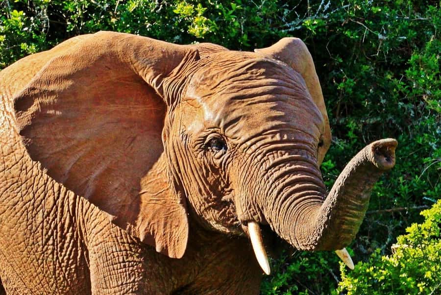 3 Days Selous/Nyerere NP : Game Drive, Boat & Walking Safari - Key points at a glance