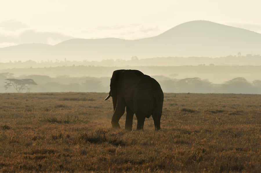 3 Days Selous/Nyerere NP : Game Drive, Boat & Walking Safari - The three activities give you three different views